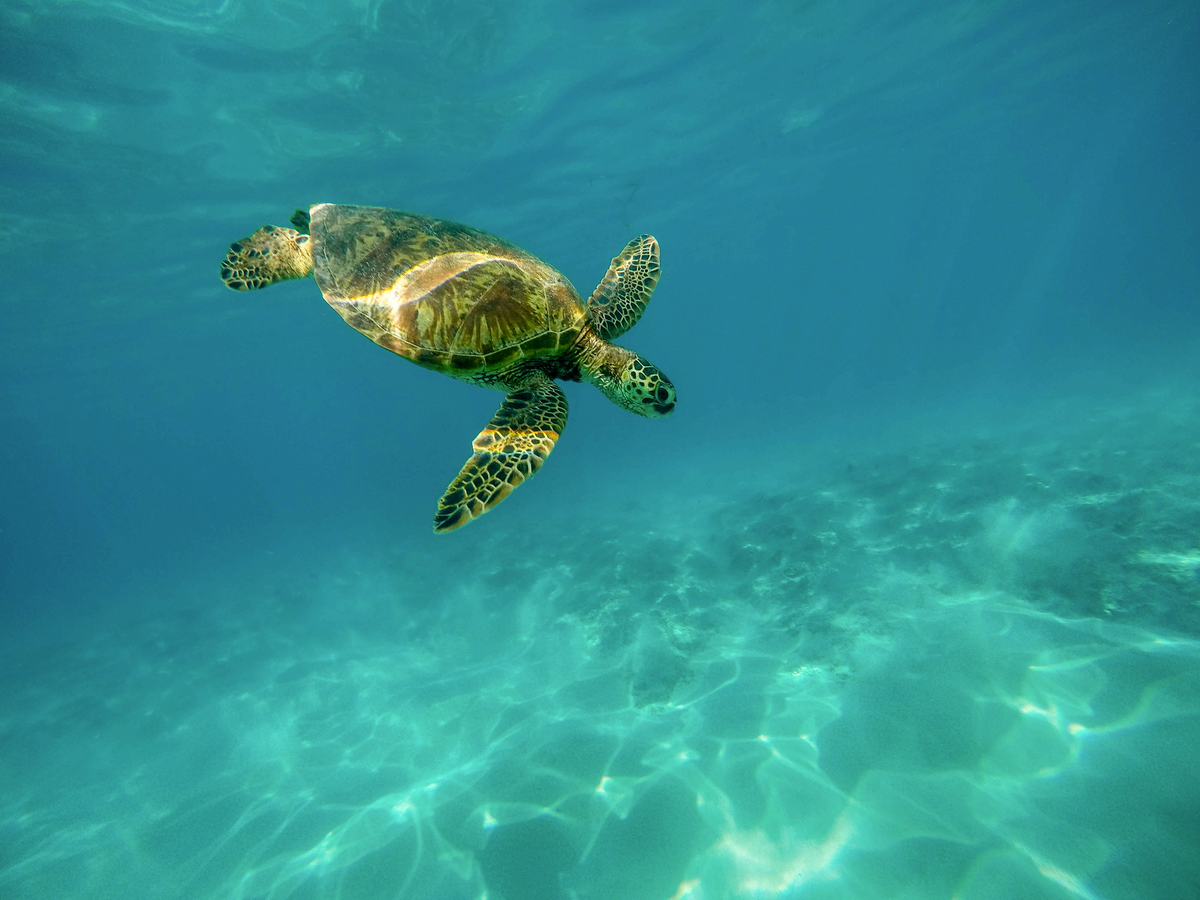 sea turtle diving in shallow water